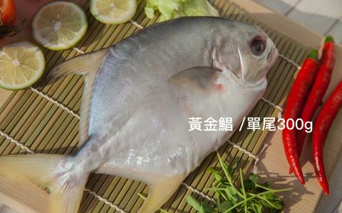 【美味海鮮 黃金鯧 300g 單尾】