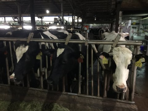 【禾香鮮乳 936ml 6瓶組】單一牧場 100%無調整鮮奶 最好的牛奶來自最快樂的乳牛!