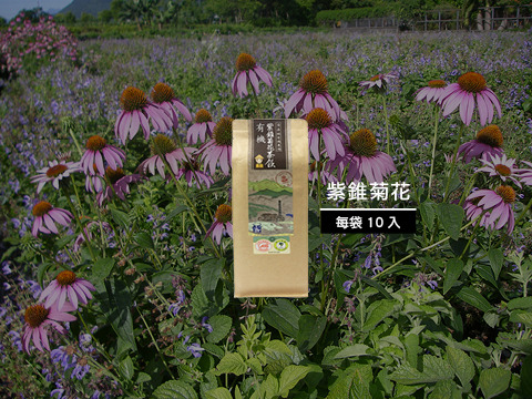 【茶包三件免運組】紫錐菊、丹蔘、當歸，產地親摘鮮採 營養成份濃縮精華
