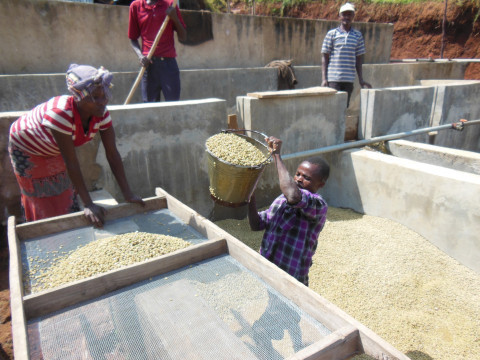 【免運特惠組 耶加雪菲 嚴選水洗咖啡豆 200g x 3包】高海拔衣索比亞豆的代表 水洗豆最高等級!