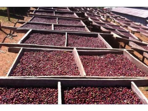 【免運特惠組 耶加雪菲 嚴選水洗咖啡豆 200g x 3包】高海拔衣索比亞豆的代表 水洗豆最高等級!