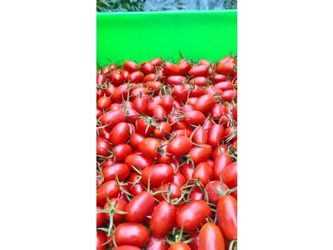 【番茄臉紅了 溫室蜜紅薄皮小蕃茄 10斤裝】甜中帶點微酸 粒粒皆辛苦的小番茄！