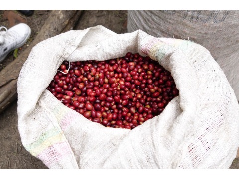 衣索比亞 蒂瑪 精品咖啡豆 100g 日曬 淺焙