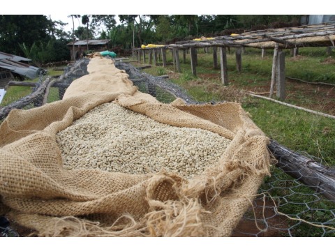 衣索比亞 杭古特 精品咖啡豆 100g 水洗 中焙