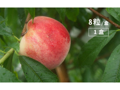 【預購商品 蜜桃成熟了 富哥的有機水蜜桃 一盒8入裝】濃濃桃香四溢 春豐品種首度上市！