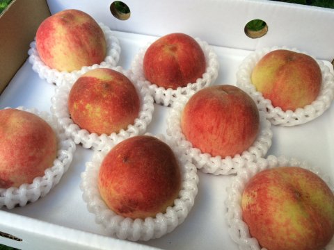 【預購商品 蜜桃成熟了 富哥的有機水蜜桃 二盒16入裝】濃濃桃香四溢 春豐品種首度上市！