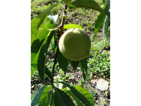【最優質的水蜜桃 10入(2斤)】產季只有一個月 讓人垂涎欲滴的拉拉山水蜜桃！