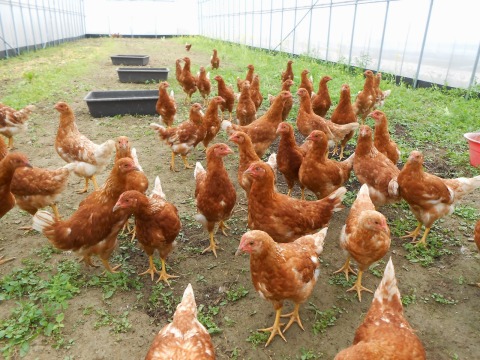【田園有機蔬菜箱+活力雞蛋組合】苗栗最大有機農場出品 新鮮送到家!