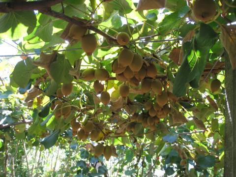 【南投清境 本土產奇異果20粒裝】17年的在地經營 不輸進口貨的在地獼猴桃
