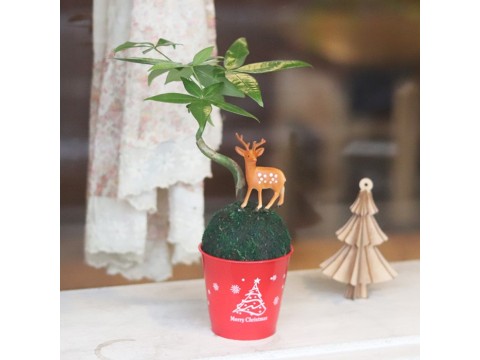 【迎光】耶誕麋鹿綠苔球-發財樹
