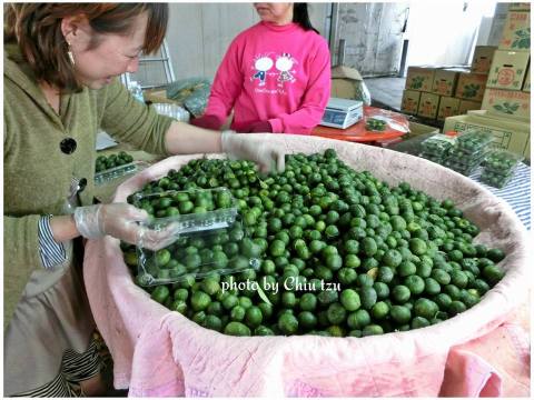 【常溫出貨-天然無毒 台灣香檬 4斤裝】台灣原生山桔仔 農民們希望的果實!