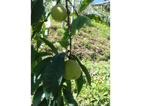 【限量預購 拉拉山五月桃8粒×2盒】老品種五月桃 產地直送拉拉山的美味！