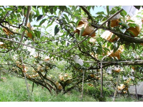【頭等獎 日系新品梨禮盒 6斤裝】使用自然農法栽培 請您放心大口吃水梨