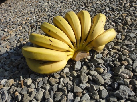 【集集運輸合作社 - 一等山蕉禮盒 5公斤裝】外銷日本頂級山蕉，香蕉香傳香數十載的Q甜美味！