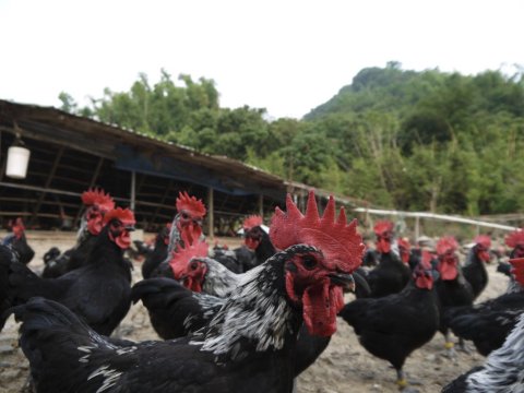 【雞腿肉手工水餃ｘ3盒(60顆)】南台灣自然放養土雞 新鮮配送到府!