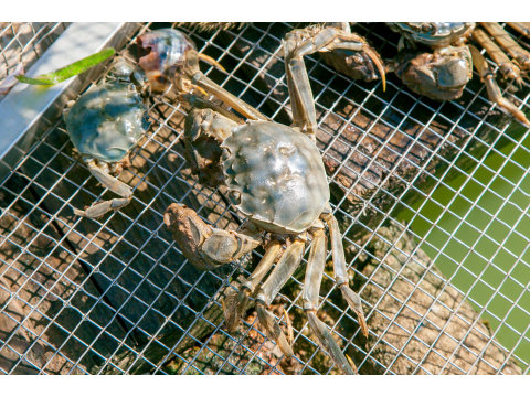 【95折！三芝無毒大閘蟹 4~4.9兩蟹 4隻裝】螃蟹正逢蟹膏濃郁 蟹肉豐滿時