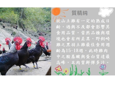 【生鮮雞尾椎】南台灣自然放養土雞 新鮮美味送到家! 