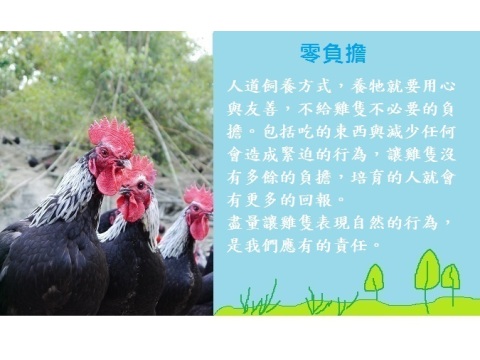 【生鮮雞佛】南台灣自然放養土雞 新鮮美味送到家! 