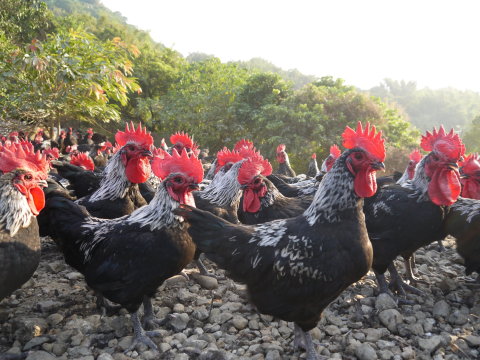【生鮮雞胗】南台灣自然放養土雞 新鮮美味送到家! 
