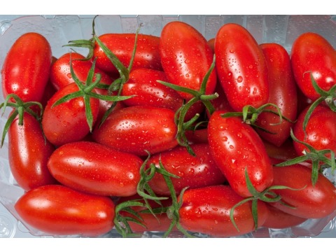 【屏東內埔 有機認證玉女番茄1斤×4盒】嬌貴溫室栽培  果肉飽滿多汁