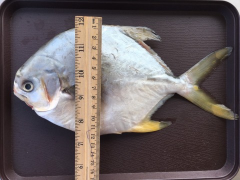 【黃金鯧(短鰭紅衫)】生態養殖・低溫急凍鮮活魚