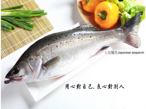 【七星鱸魚切塊300g(2片)】生態養殖・低溫急凍鮮活魚