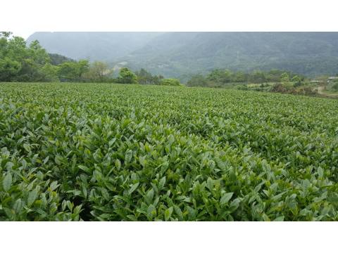 【源霧 包種茶 茶包12包】傳承十二道工序製茶 每一口都是甘醇好滋味