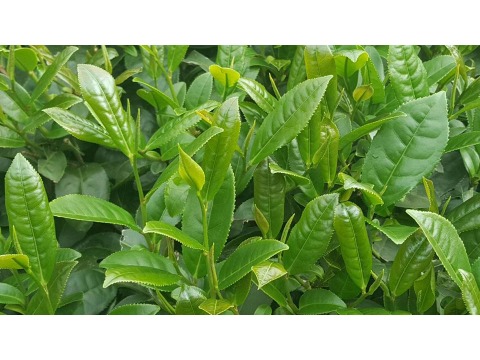 【源霧 包種抹茶粉 150g】傳承十二道工序製茶 每一口都是甘醇好滋味