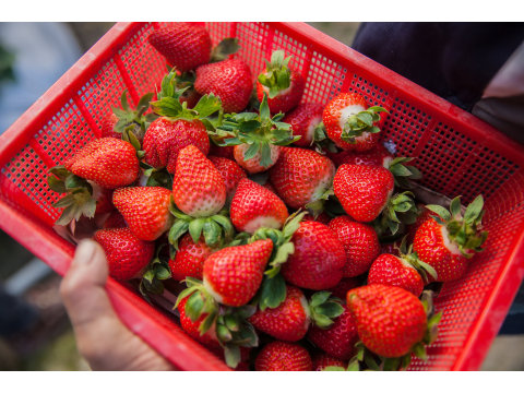 【現正熱賣中！牛奶草莓盒裝700g】高水準種植的特選品種草莓！