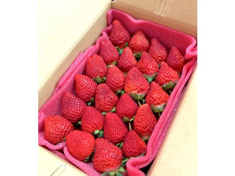 【現正熱賣中！牛奶草莓盒裝700g】高水準種植的特選品種草莓！