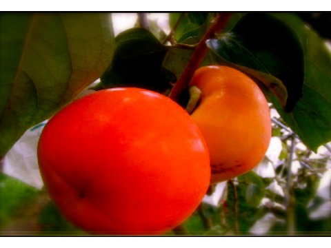 【摩天嶺 日本品種高山甜柿 特級10入禮盒裝】甜度破表 口感紮實 讓您一柿就上癮