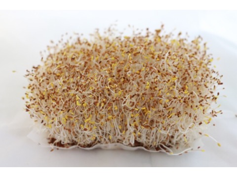 斯布特芽田有機苜蓿芽0g 盒 100 鎖住營養零化學殘留每一口都吃得到安心與健康 Owlting Market 奧丁丁市集