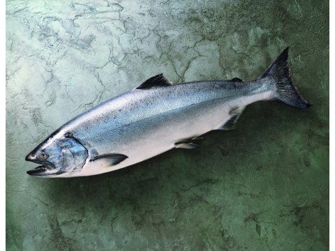 【湧升海洋 - 阿拉斯加野生特大帝王鮭8.5KG(整尾)】擁有雙海洋環保標章的野生帝王鮭！