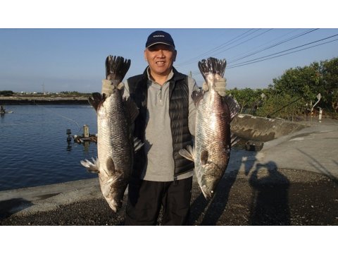 【湧升海洋 - 金目鱸魚魚片3入組(300g2片/包)】養殖兩年以上的大鱸魚！
