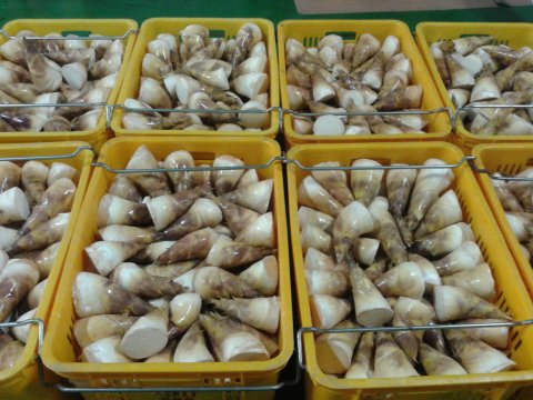 【八里農會 熟黃金筍(帶殼)5斤/箱】鮮甜脆的綠竹筍 殺菌真空包裝