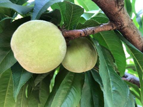【超人氣！梨山特有 上海水蜜桃10入裝】產季極短！鮮嫩多汁的壓軸晚桃