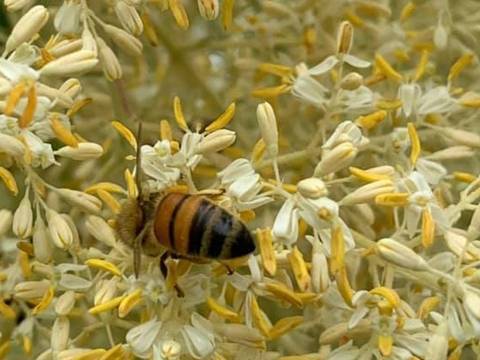 特級精選白櫸木蜂花粉a1級 500朵花成就一顆花粉球買5罐送一瓶22龍眼蜜700g裝 Owlting Market 奧丁丁市集