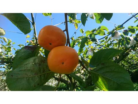 【（已秒殺，請參考其他規格）預購！大雪山 日本品種早秋甜柿禮盒(12顆)】絕佳地理條件孕育出最自然甜美的柿子