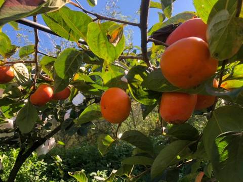 【限量預購！大雪山 日本品種早秋甜柿禮盒(15顆)】絕佳地理條件孕育出最自然甜美的柿子