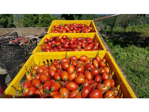 【南投水里 樹番茄四合一尊爵禮盒 】樹蕃茄營養多多送禮大方 自用超值又滿意