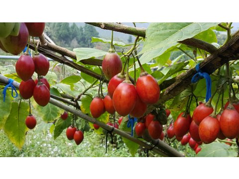 【南投水里 樹番茄膠原飲、纖果飲一組(12瓶) 】安地斯山脈上的琉璃果 樹蕃茄茄紅素是番茄的6倍