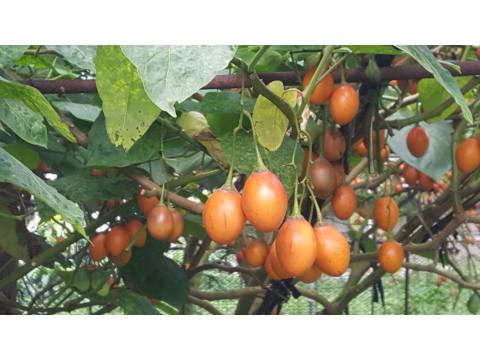 【南投水里 樹番茄膠原飲、纖果飲一組(6瓶) 】安地斯山脈上的琉璃果 樹蕃茄含有豐富天然果膠