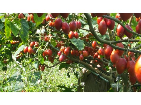 【特惠！南投水里 蜜釀樹番茄一瓶 】安地斯山脈上的琉璃果 樹蕃茄小小一顆CP值爆表