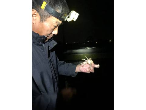 【現貨馬上出！湧哥黃金大閘蟹 - 公蟹 4兩ｘ4隻】苗栗在地養殖 有產銷身分證的螃蟹！