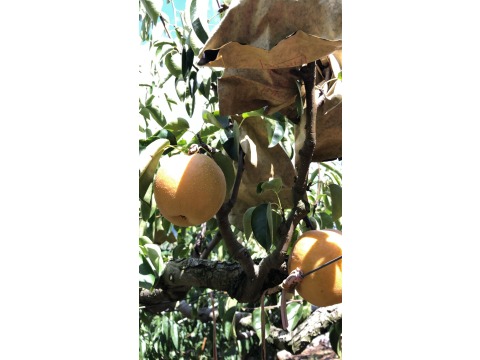 【台中梨山 高海拔秋水梨10粒裝】秋天吃梨正當時 品嚐脆甜多汁的高山梨