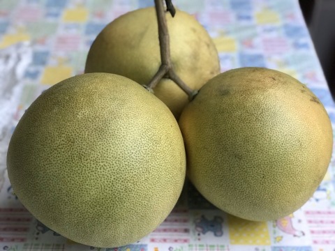 【預購！台南麻豆 40年老欉白柚5斤裝】柚子粒粒碩大飽滿 鮮甜多汁
