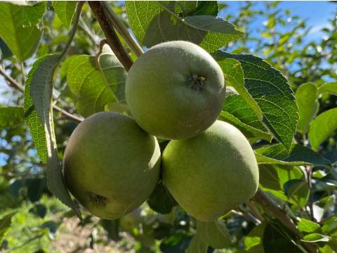 【台中梨山 高海拔蜜蘋果5.5斤裝(約18顆)】套袋栽培高山蘋果 口感脆甜多汁