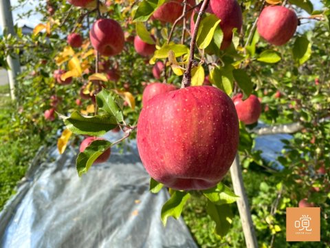【日本青森富士蘋果12入禮盒裝】紅潤脆甜的日本蜜蘋果，一年一度產季到囉！