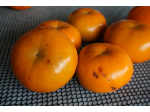 【蘿拉的大雪山斑比甜柿(惜福品)6粒裝(9A)】口感脆甜多汁 超人氣柿子！