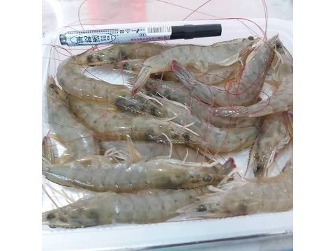 無毒功法.吃益生菌長大的健康白蝦